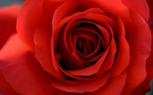 Red Rose wallpaper thumb