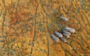 Elephants in the Okavango Delta, Botswana wallpaper thumb