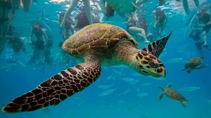 Turtle Travelling Underwater wallpaper thumb