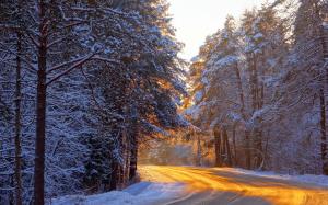 Winter forest, trees, road, sunlight, snow wallpaper thumb