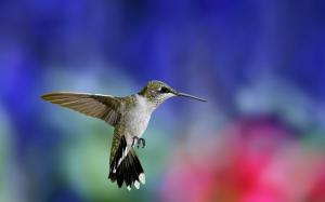 Hummingbird flight close-up, colorful blurred background wallpaper thumb