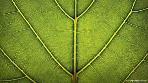 Macro Leaf Green HD wallpaper thumb