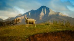 Lonely sheep, mountains, grass wallpaper thumb