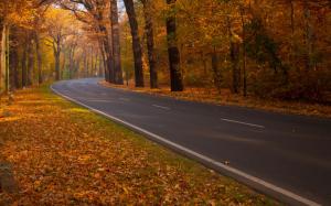 Road through Autumn Woods wallpaper thumb