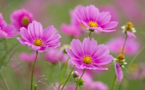 Pink flowers, cosmos wallpaper thumb