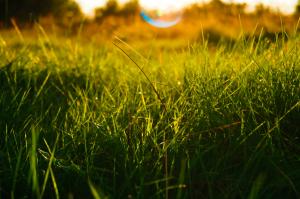 Green grass and sun wallpaper thumb