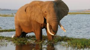 Zambezi Elephant wallpaper thumb