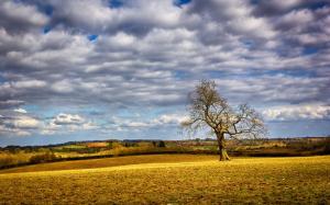 Tree, field, clouds wallpaper thumb