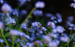 Blue flowers close-up, forget-me-not flowers wallpaper thumb