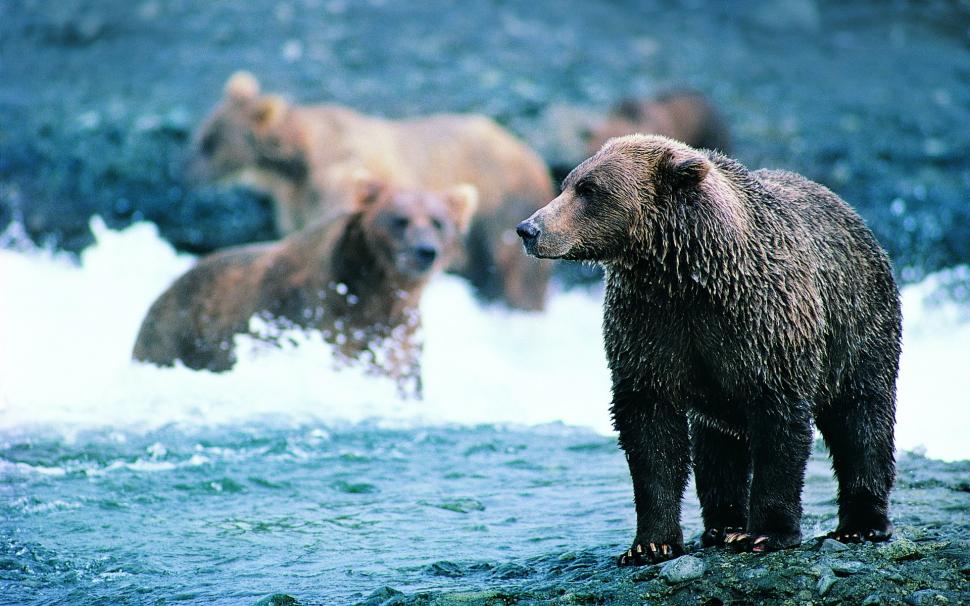 Grizzly Bear Bear HD wallpaper,animals HD wallpaper,bear HD wallpaper,grizzly HD wallpaper,1920x1200 wallpaper