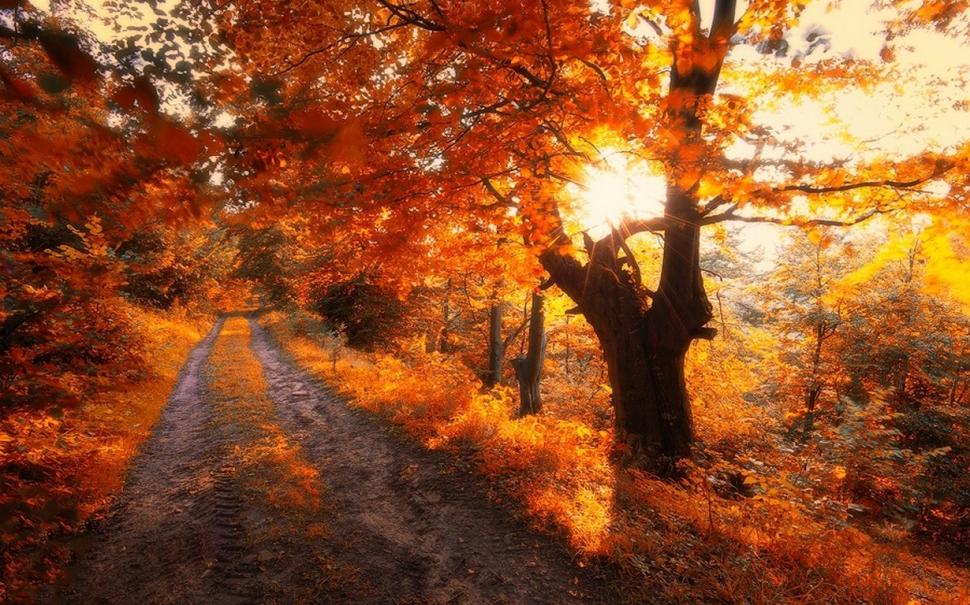 Nature, Landscape, Road, Trees, Fall, Leaves, Sunrise, Red, Shrubs wallpaper,nature wallpaper,landscape wallpaper,road wallpaper,trees wallpaper,fall wallpaper,leaves wallpaper,sunrise wallpaper,red wallpaper,shrubs wallpaper,1230x768 wallpaper