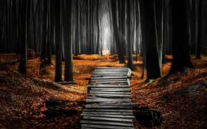 Landscape, Nature, Forest, Mist, Path, Leaves, Fall, Morning wallpaper thumb
