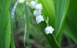 Lily of the valley wallpaper thumb