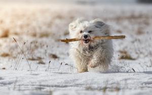 White dog, winter, snow wallpaper thumb