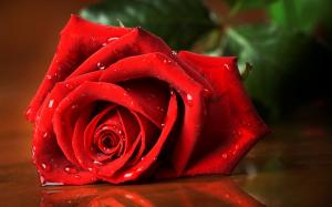 Rose, Red Rose, Water Drops, Closeup wallpaper thumb