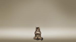 Cat Meditate Zen HD wallpaper thumb