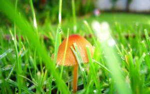 Mushrooms in the grass wallpaper thumb