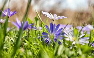 Grass, blue flowers, chamomile, blurring wallpaper thumb