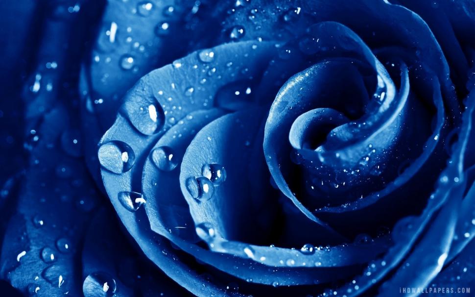 Blue Rose Wet Drops wallpaper,drops HD wallpaper,rose HD wallpaper,blue HD wallpaper,1920x1200 wallpaper
