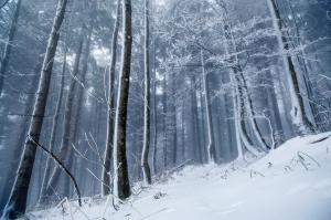 Winter, forest, snow wallpaper thumb