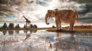 Lake, water reflection, elephant, giraffe, river wallpaper thumb
