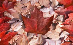 Red Maple Leave wallpaper thumb