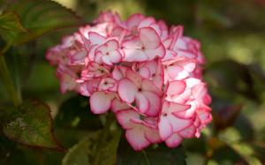 Pink Hydrangea Flower wallpaper thumb