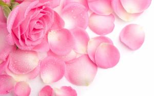 Pink rose petals wallpaper thumb