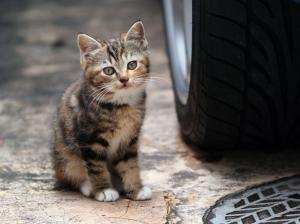 Cat, Animals, Kittens, Car, Tires wallpaper thumb