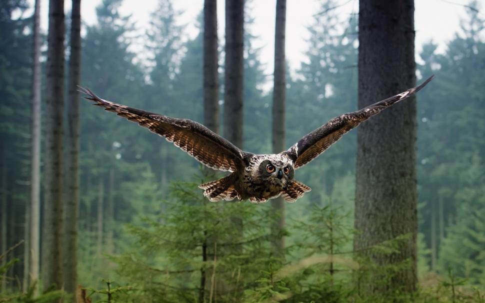 Birds of owl flying in the forest wallpaper,Birds HD wallpaper,Owl HD wallpaper,Flying HD wallpaper,Forest HD wallpaper,1920x1200 wallpaper