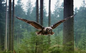 Birds of owl flying in the forest wallpaper thumb