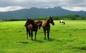 Horse grazing on the grasslands wallpaper thumb