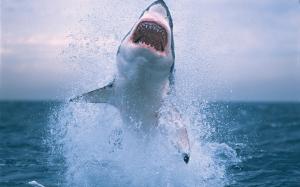 Shark jumping out of water wallpaper thumb