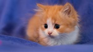 Kitten, intently watching, background pictures, cute animal wallpaper thumb