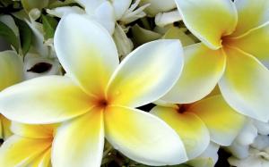 Tropical White and Yellow Flower wallpaper thumb