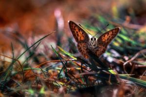 Butterfly In The Grass wallpaper thumb