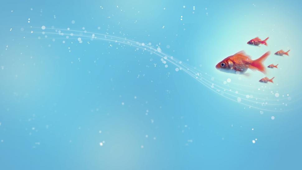 Blue Fish Goldfish HD wallpaper,animals HD wallpaper,blue HD wallpaper,fish HD wallpaper,goldfish HD wallpaper,2560x1440 wallpaper