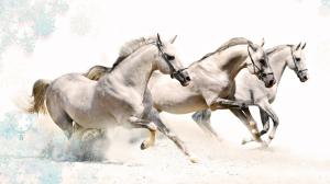 White Horses wallpaper thumb