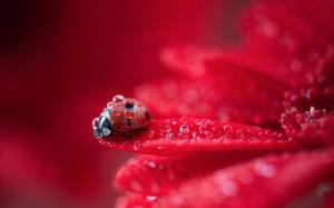 Ladybug wallpaper thumb