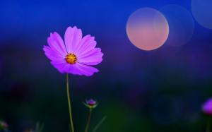 Artistic Cg Digital Art Nature Flowers Petals Fields Night Moon Moonlight Mood Sky Peace 1080p wallpaper thumb
