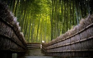 Bamboo Path Trail Trees HD wallpaper thumb