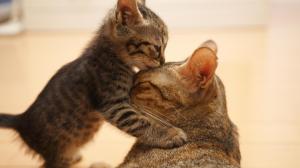 Cat Kitten Hug Kiss HD wallpaper thumb