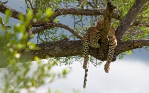 Lazy leopard on the tree wallpaper thumb