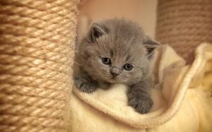 Gray furry kitten wallpaper thumb