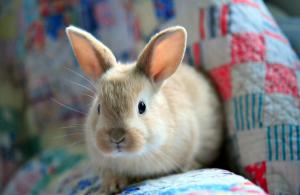 Fluffy rabbit wallpaper thumb