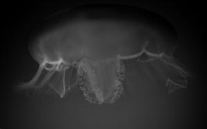 Jellyfish BW Underwater HD wallpaper thumb