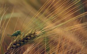 Nature, Wheat, Plants, Insect, Grass, Hopper, Macro, Spikelets wallpaper thumb