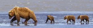 Brown bears family, mother and cubs, Lake Clark National Park, Alaska, USA wallpaper thumb