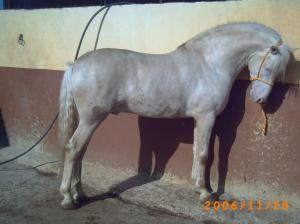 Albino Alusian Horse wallpaper thumb