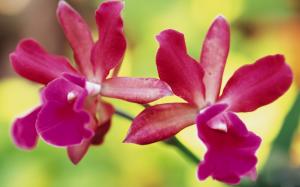 Orchid  High Res Pics wallpaper thumb